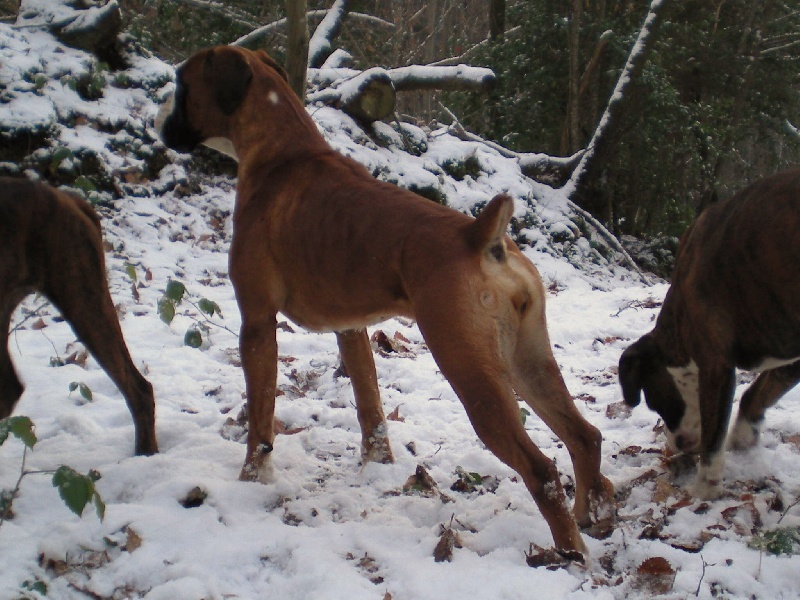 Carmen dite Cheyenne (Sans Affixe)