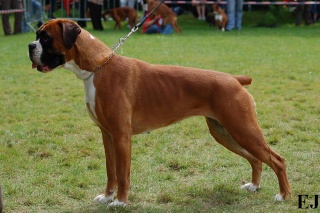 Carmen dite Cheyenne (Sans Affixe)